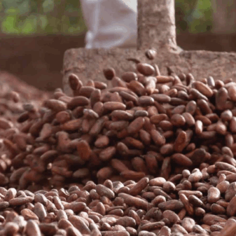 Amazon Drinking Chocolate